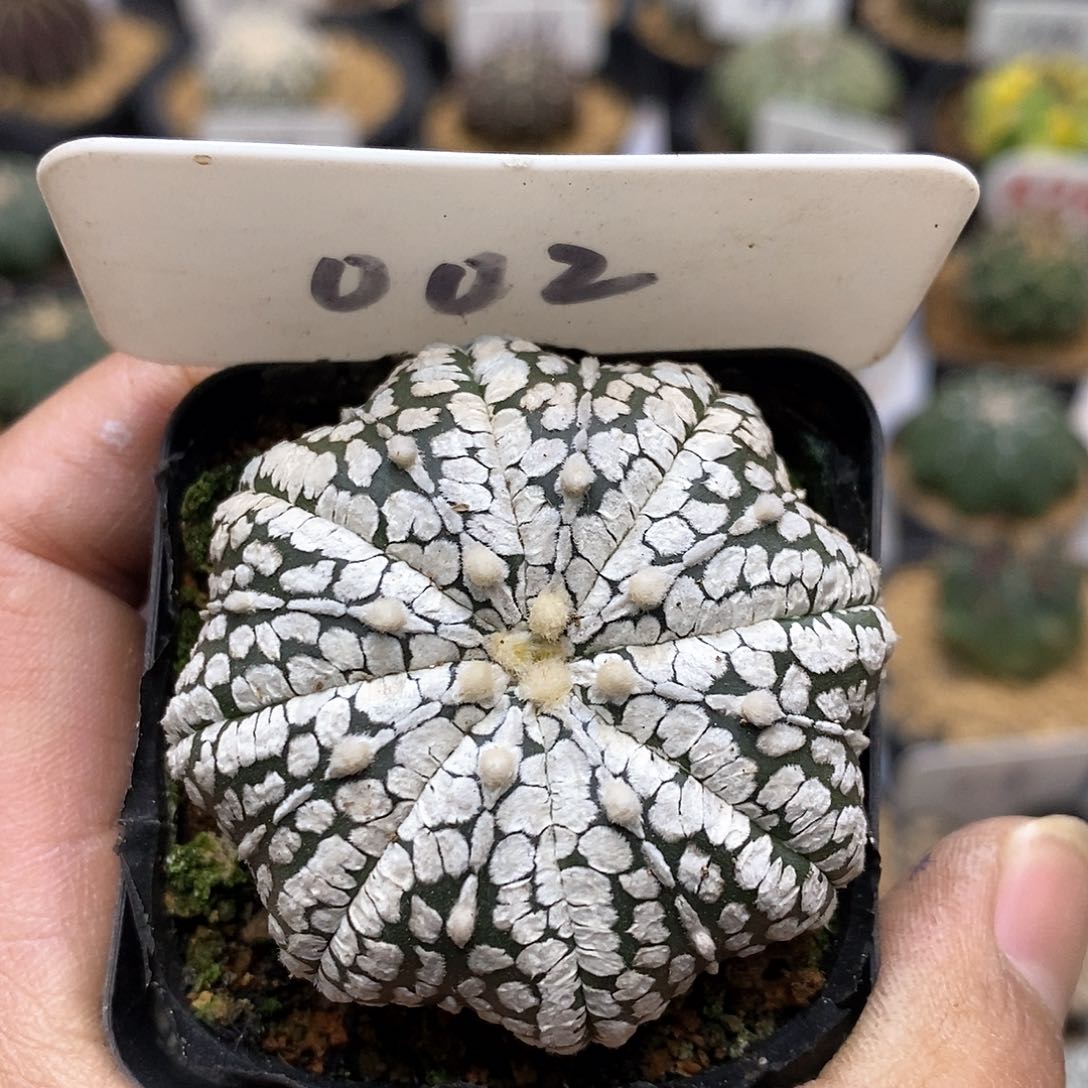 开播后不久他在特价来了来