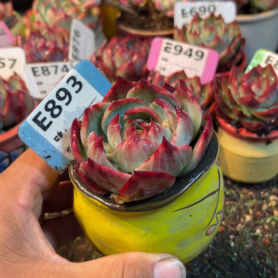 惊鸿一瞥893号多肉