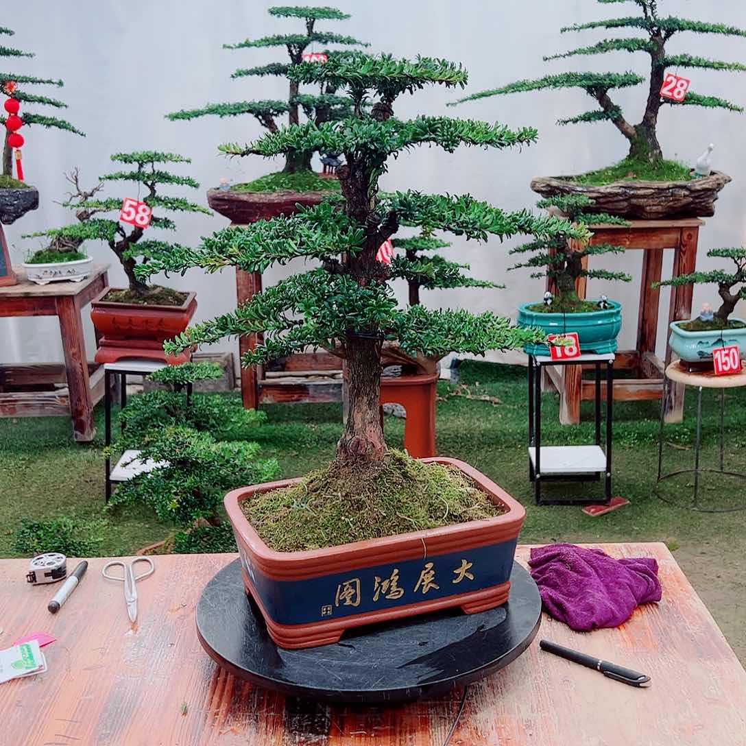 罗汉松小老桩红芽罗汉松