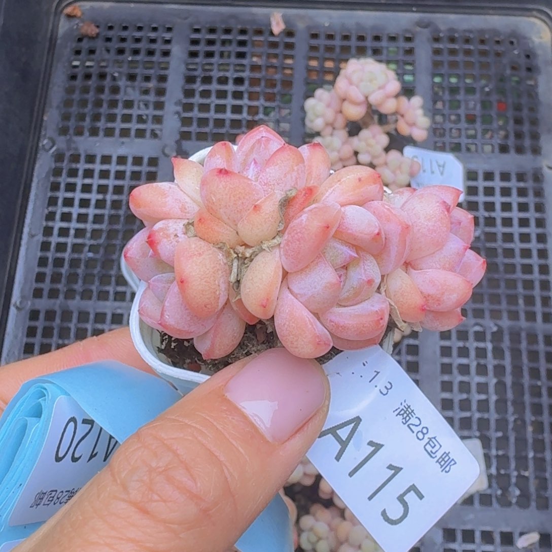 太妃糖一颗带盆发