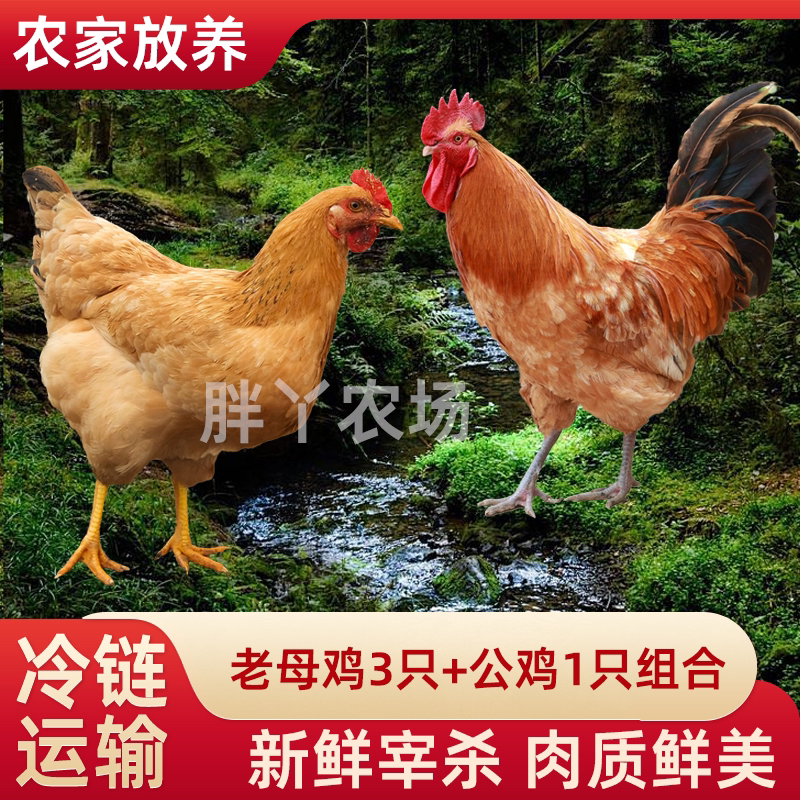  【胖丫家2】3只黄油老母鸡+赠1只公鸡组合共4只净重10-11斤试吃1只