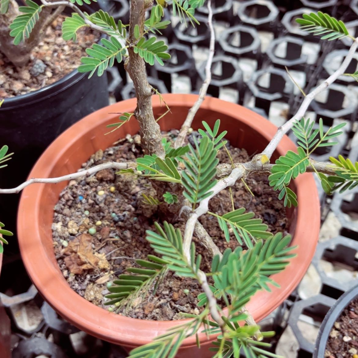 【闪购商品】沙漠苏木