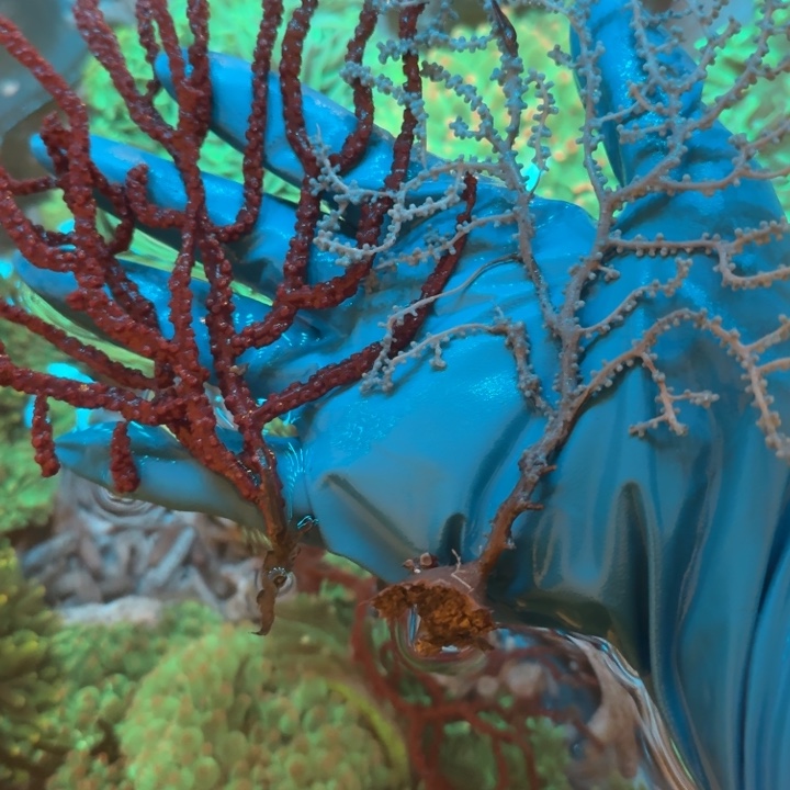 风***情奶嘴海葵蓝海树➕红海树11111