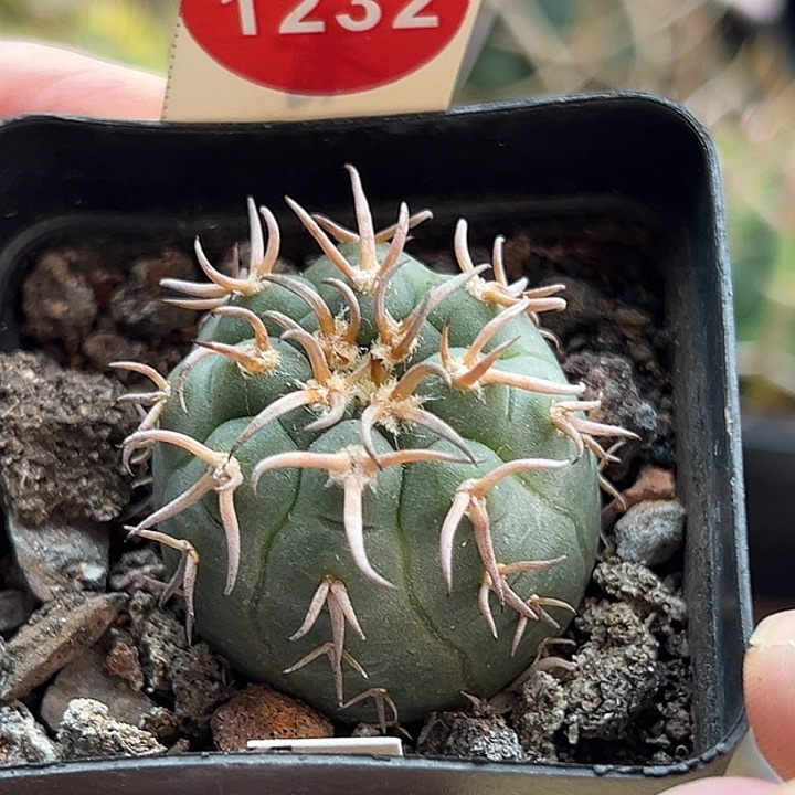 实生短豪刺猫爪3.1cm