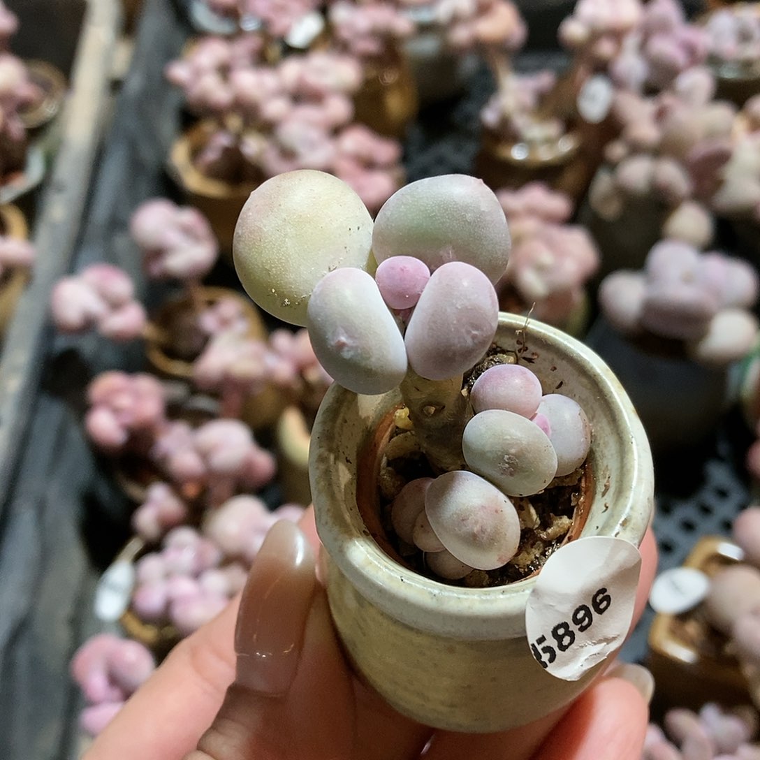 5896蛋黄奶酪带盆土