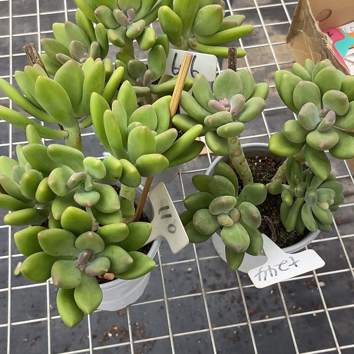 (***)两单包邮，一物一拍606,110:244