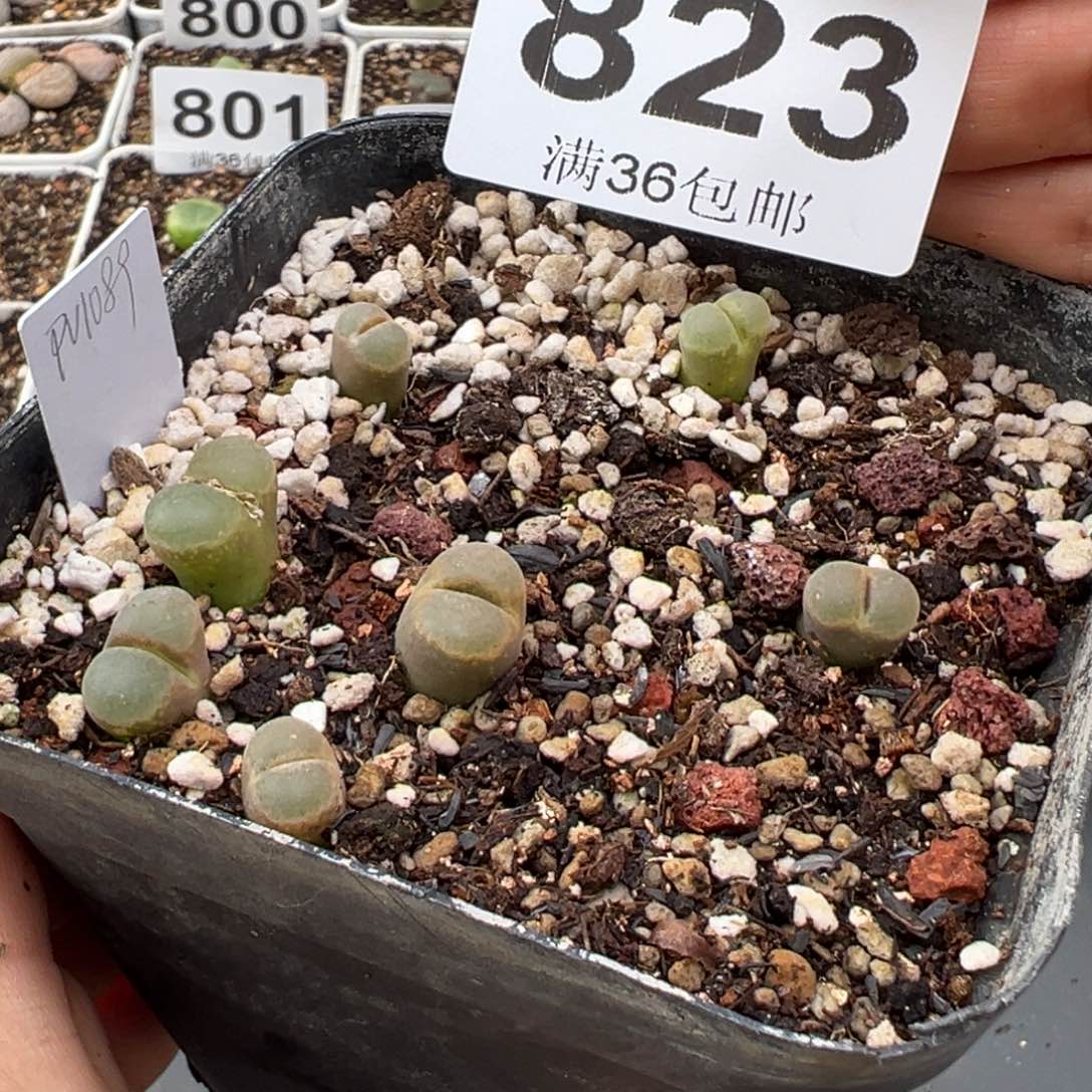 1.14好看的多肉823