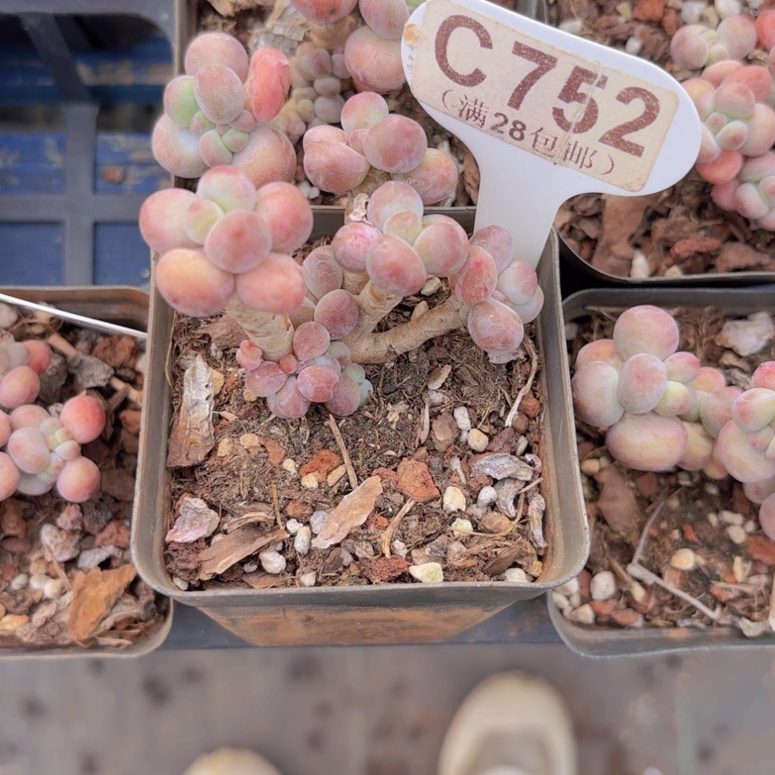 C752苹果奶一物一拍