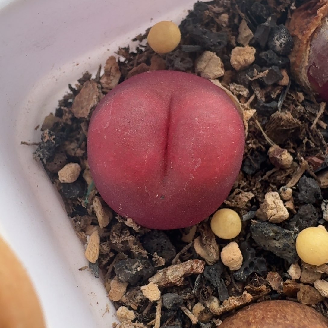 1220吕红脱土发货