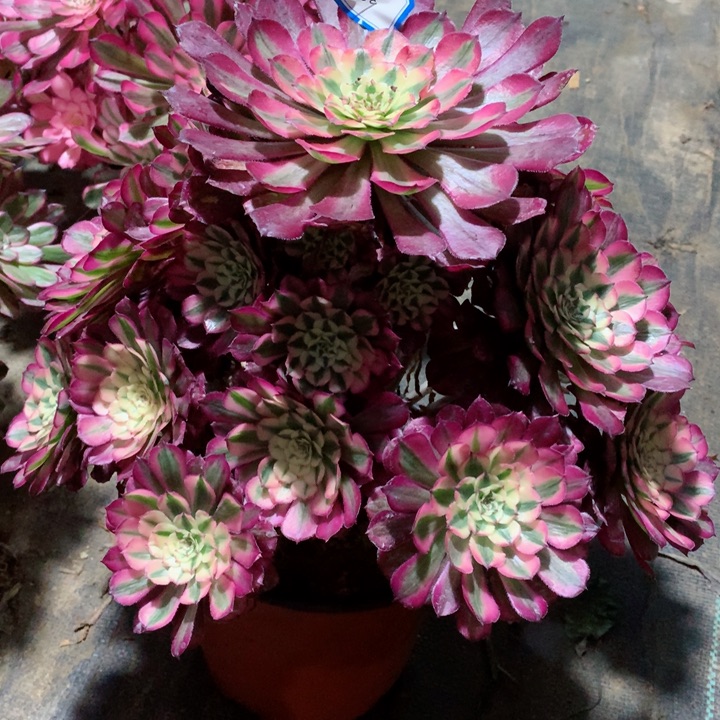 1009红铜白多肉1111111