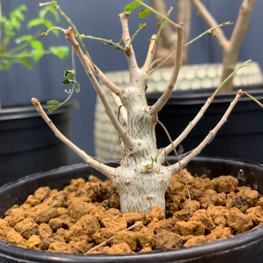 尼勒达乳香实生实生