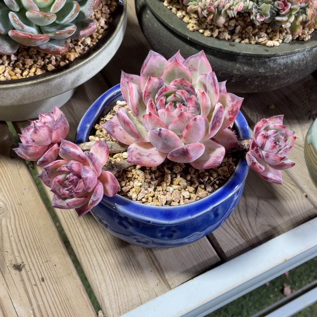 豆总多肉红拉糖老桩