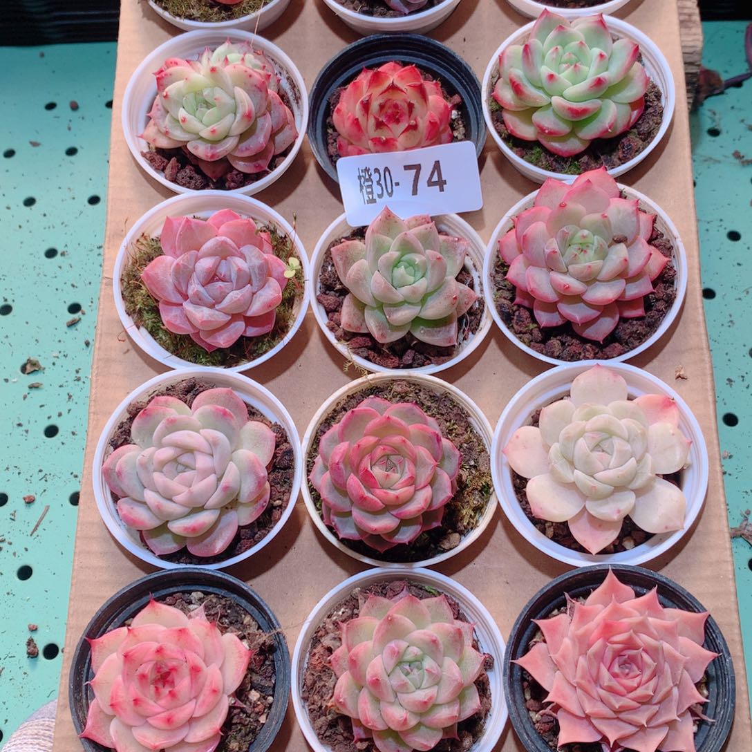 30-74一物一拍多肉带盆18颗