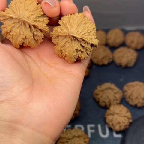 桃核吊坠秦岭山脉野生植物
