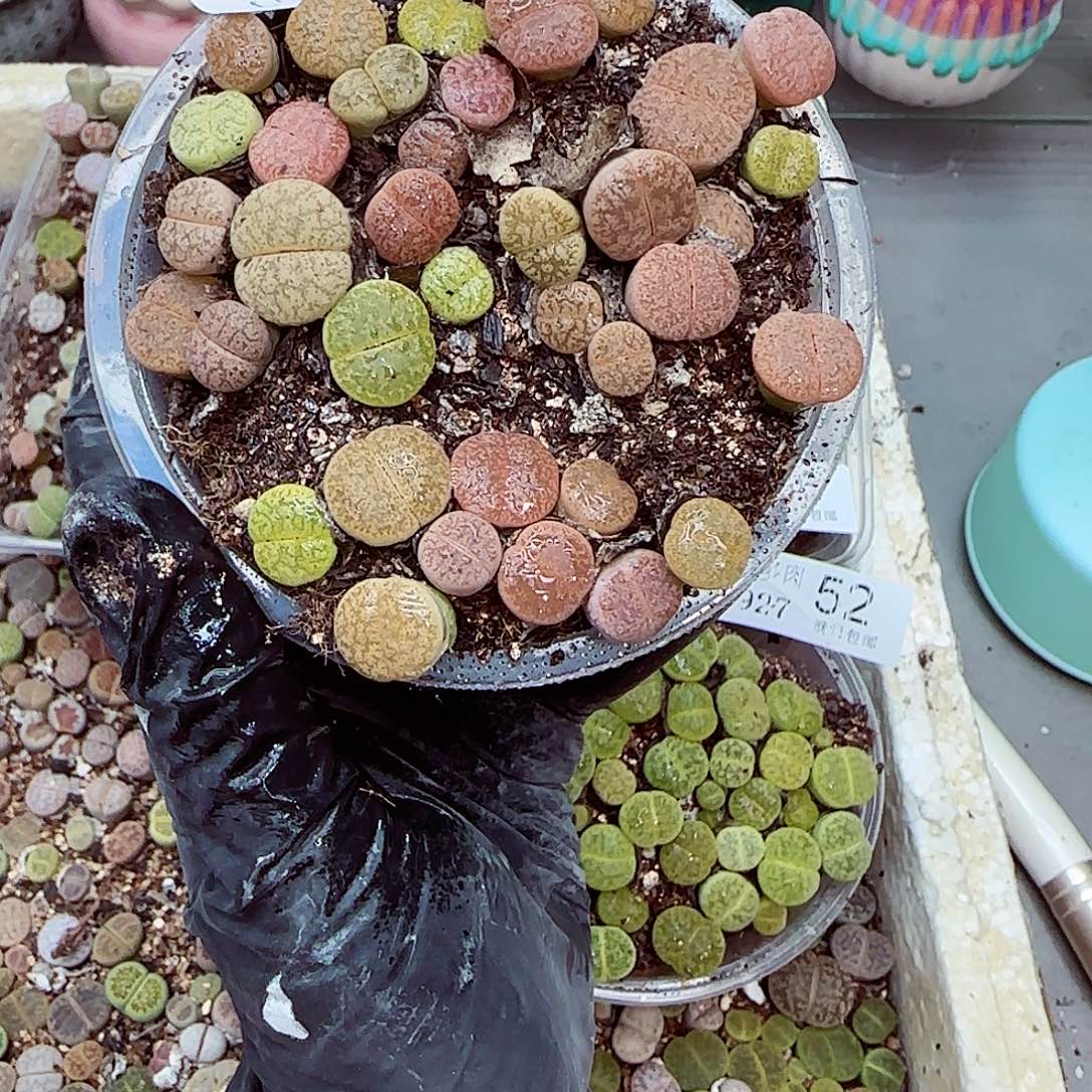 生石花满18包邮0927-57
