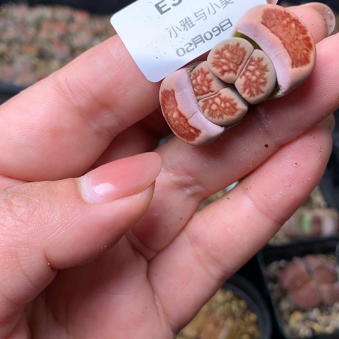 E34多肉植物保护研究所