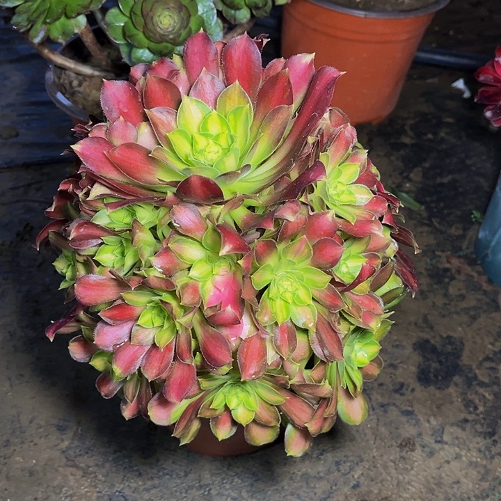 韶华韶华韶华008