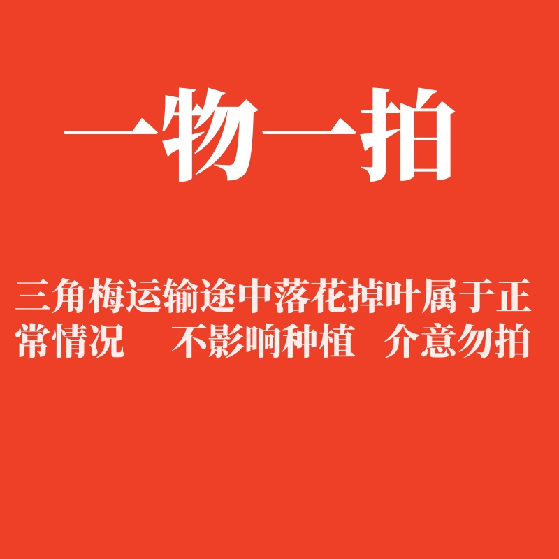 三角梅【一物一拍】扣尾号后四位（收到落花掉叶，光杆属正常不售后 ）