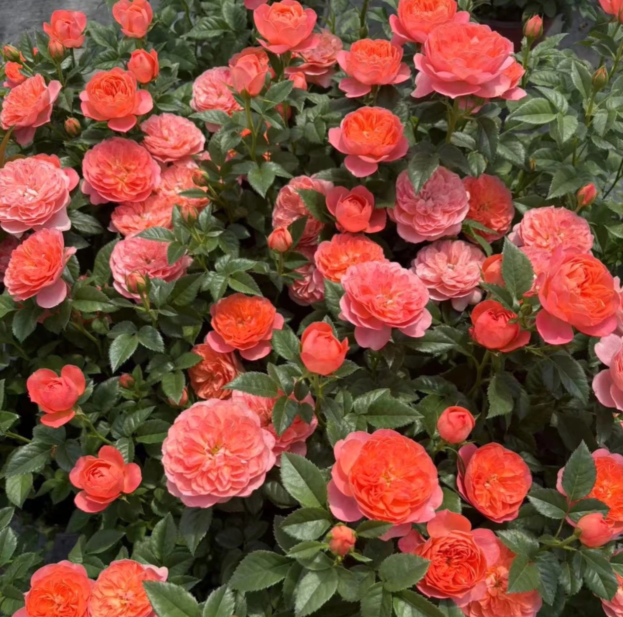 【粉红色果汁】彩虹果汁血橙果汁好养护抗病性强花卉绿植月季盆栽