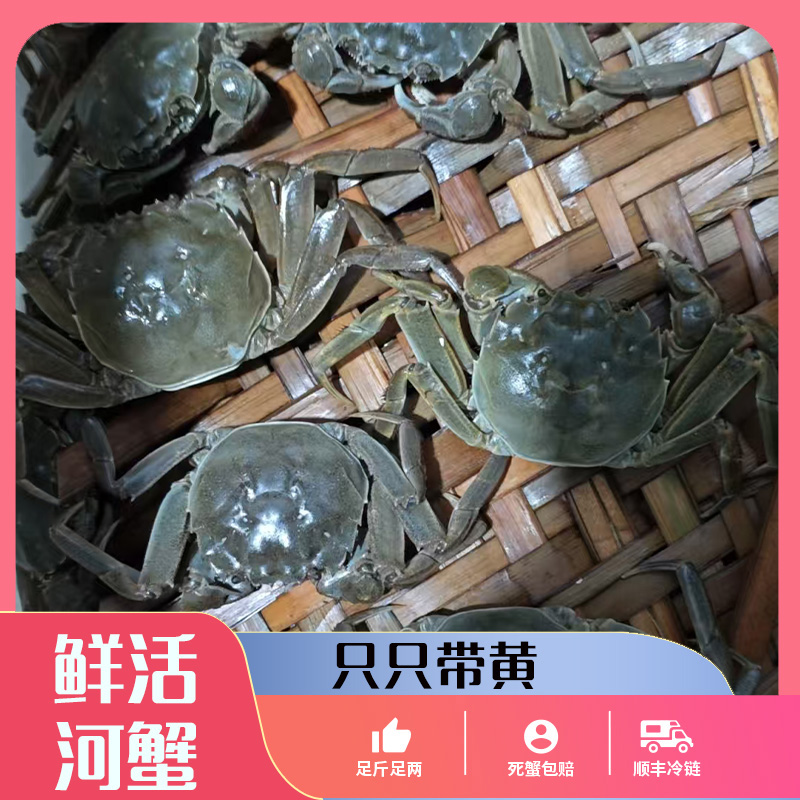 【活蟹】0.9-1.2两江苏河蟹全母蟹12/16只不绑绳顺丰京东包邮J