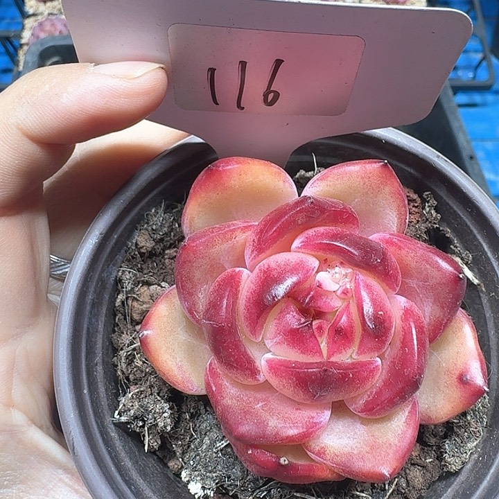 东云杂交多肉植物116