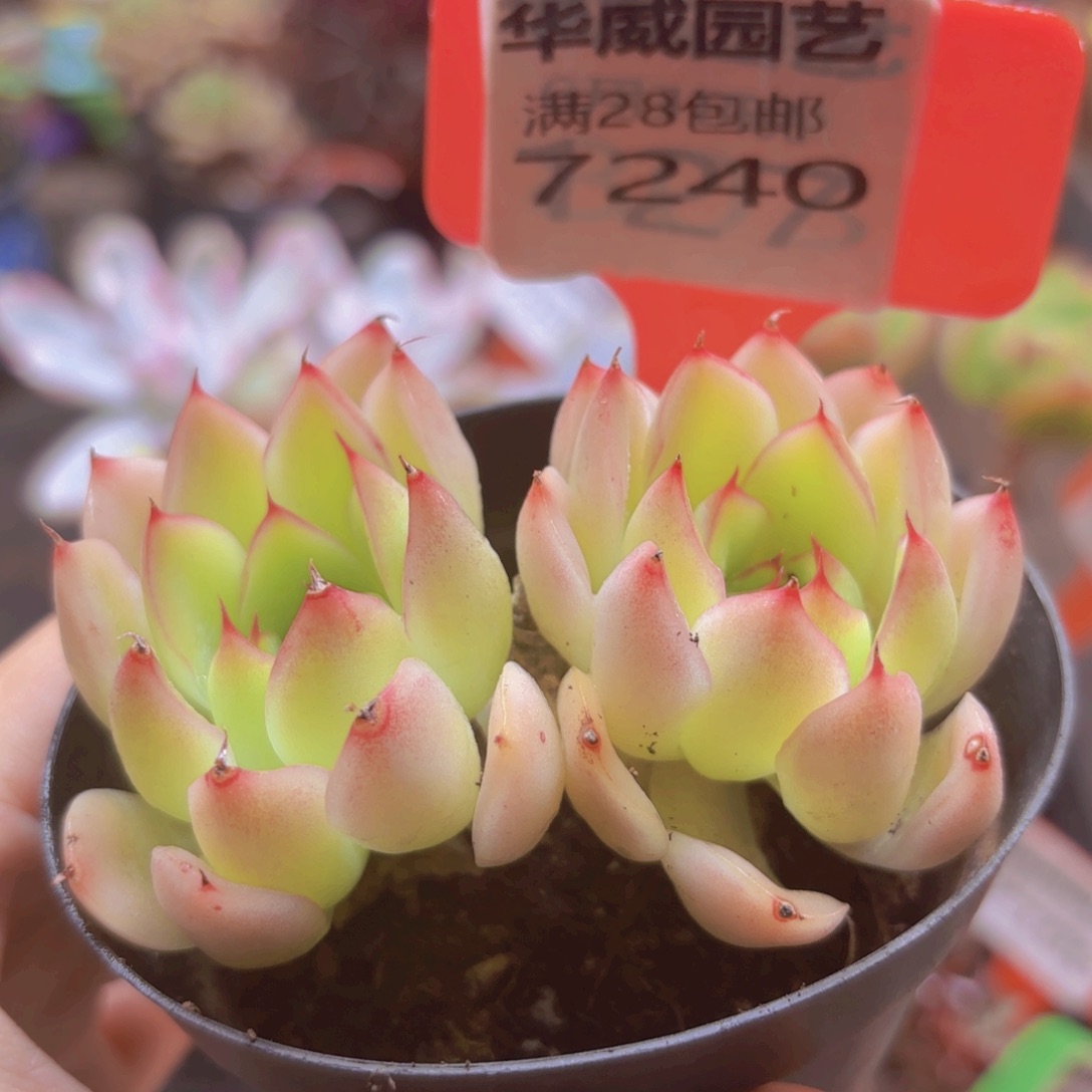        7240（28包邮）