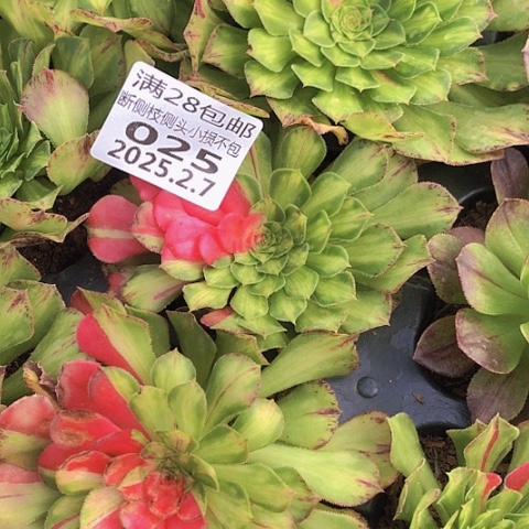 2.7-25知否多肉植物