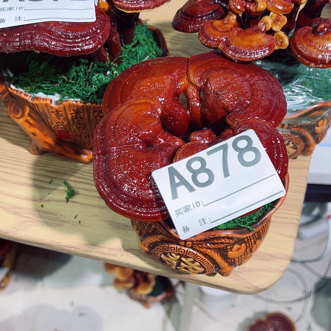 无花朵878灵芝盆景