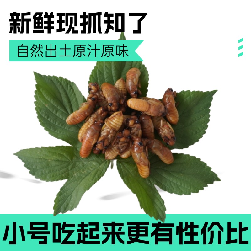 新出土金蝉野生小号知了猴爬叉金蝉唐僧肉节流龟活体速冻爬拉猴