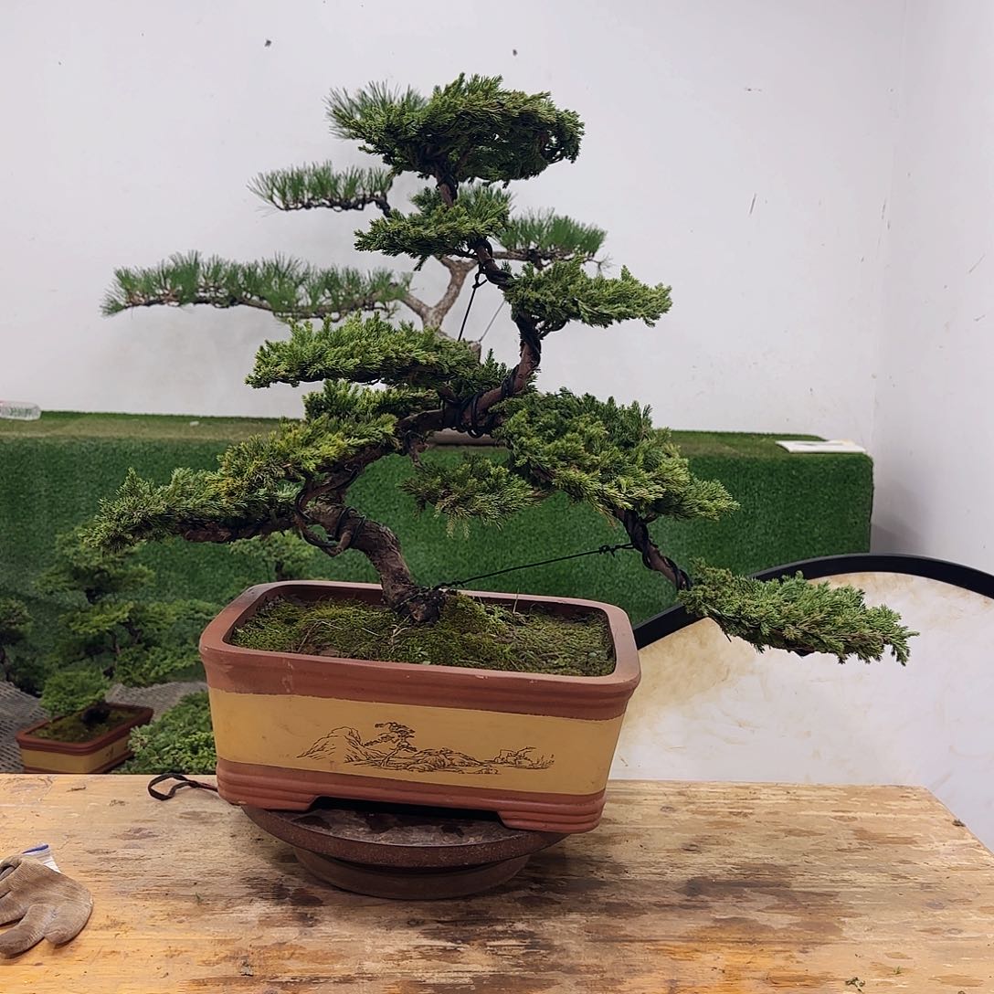 盆景盆景盆景盆景