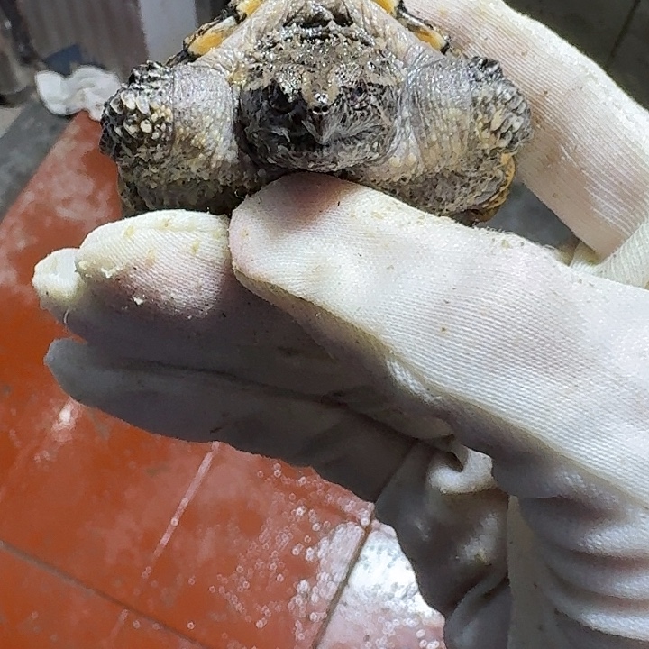 绿毛龟母1111111111