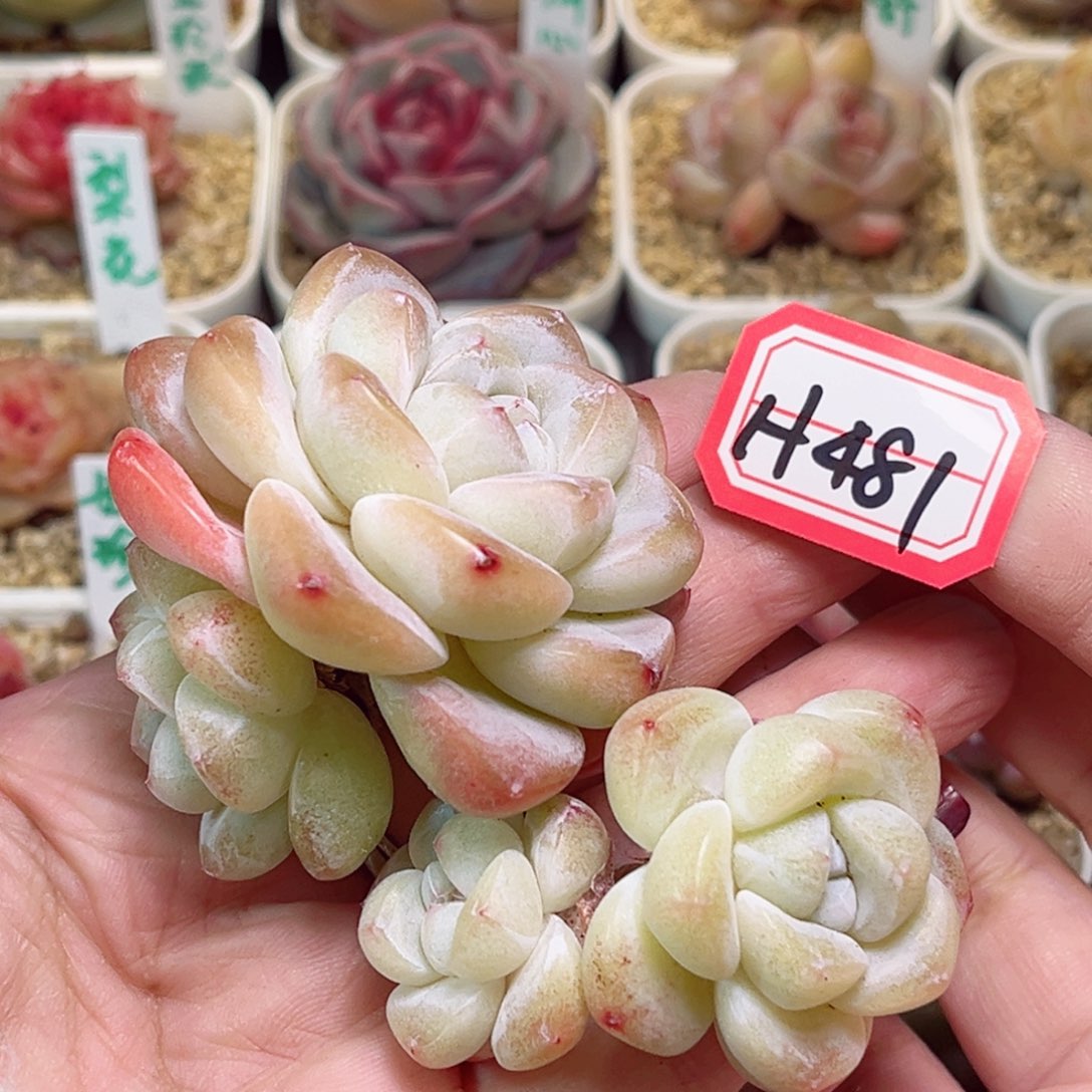 H481一物一拍 冰玉2个