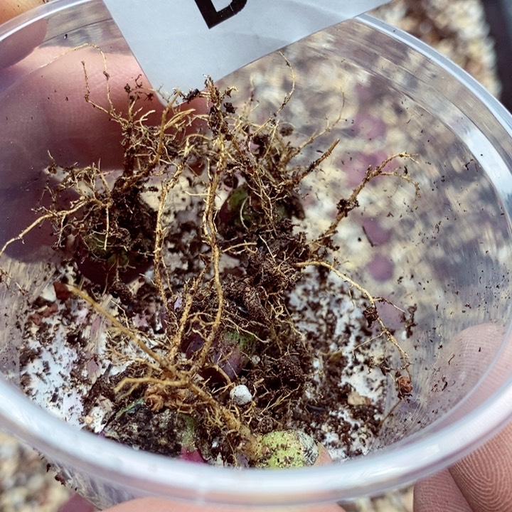 植**生我是一只小小鸟地域538