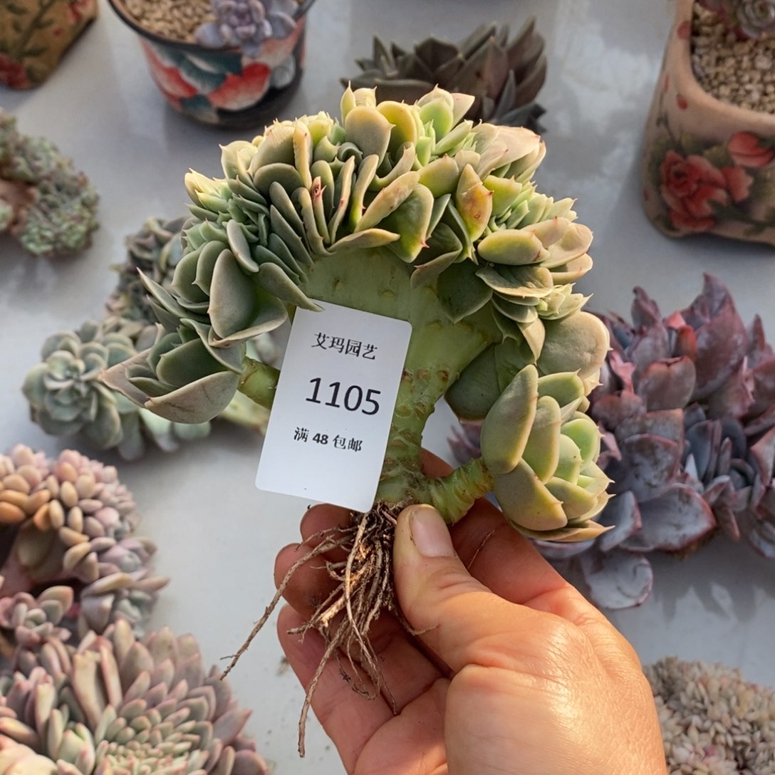 辛纳塔缀化多肉多肉1105