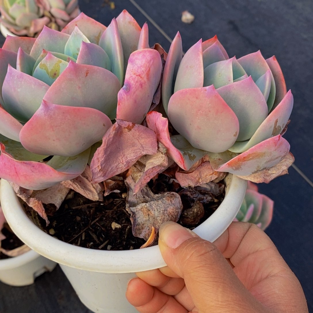 血凤双头群生多肉