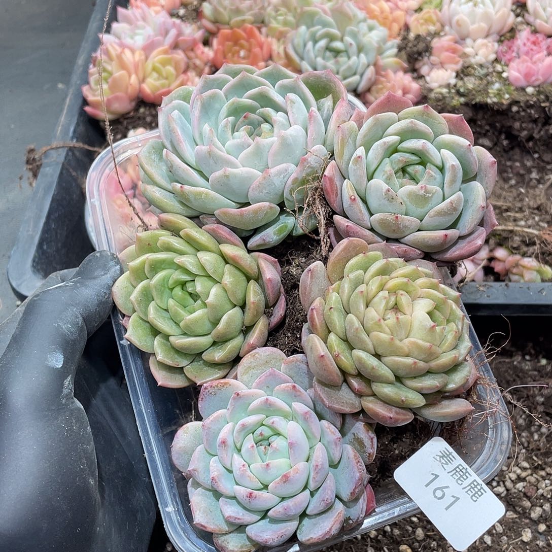 石***厂161。 定。                