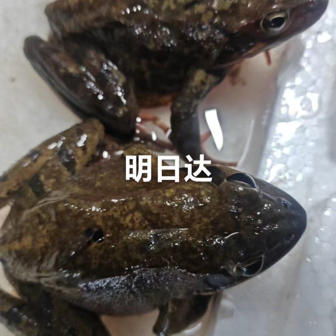 东北特产林蛙满籽满油新鲜鲜活包邮发货