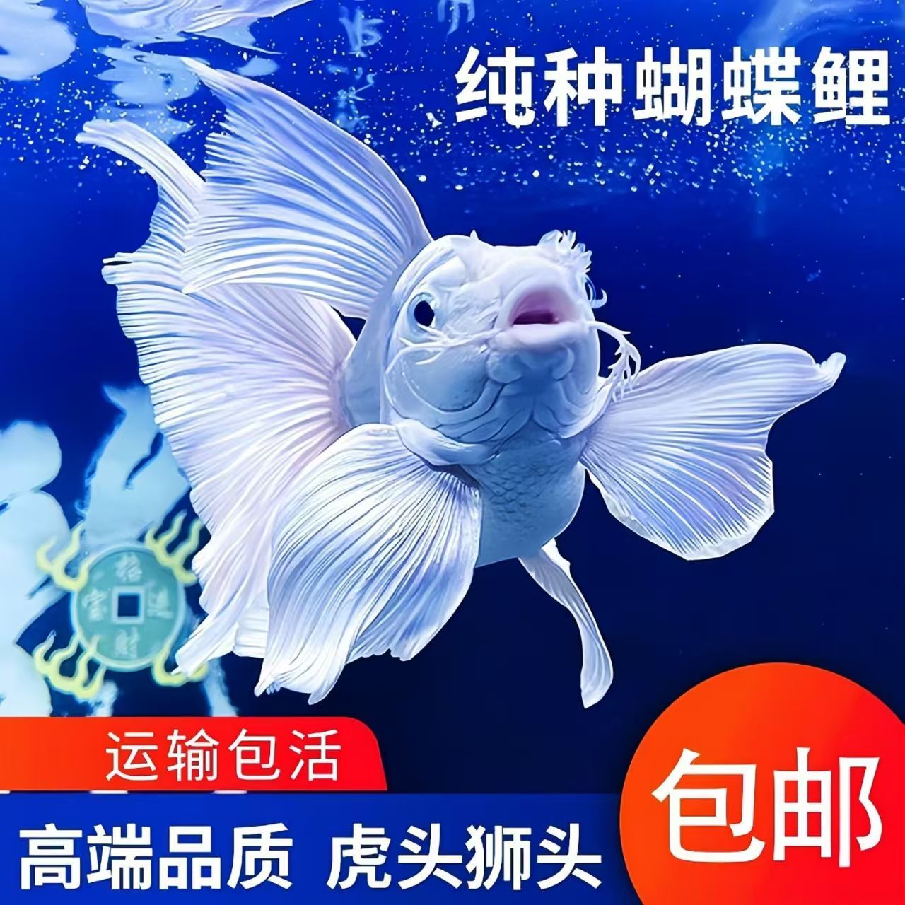 狮子头版台湾蝴蝶鲤观赏鱼赛级白短球大鳍大尾活体发货