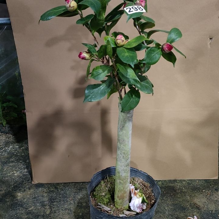 298海伦，原盆原土发货