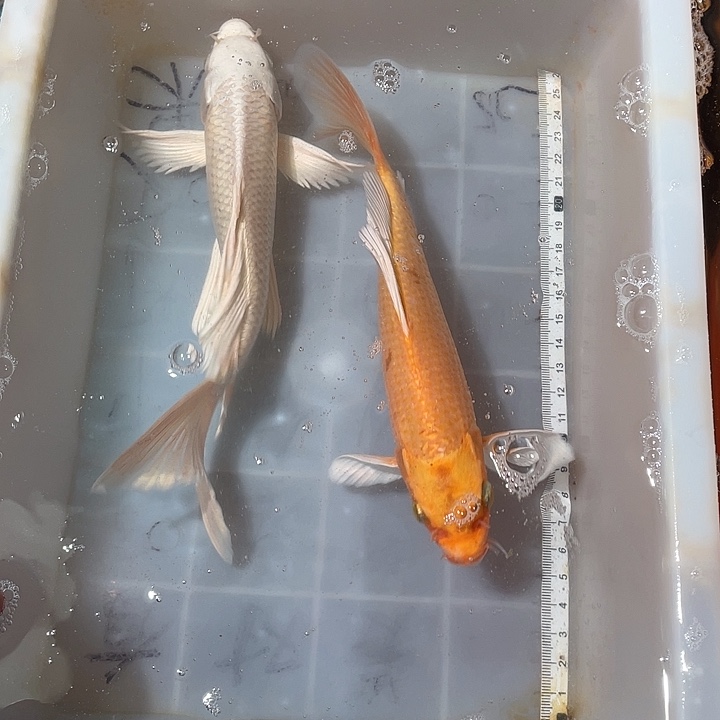 蝴蝶鲤鱼渔场直发87