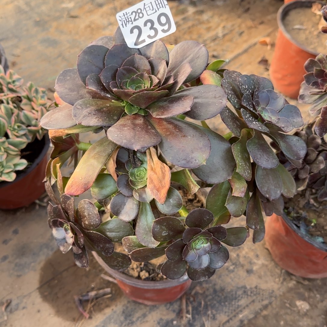 炫彩圆叶多肉239满28包邮断枝不包