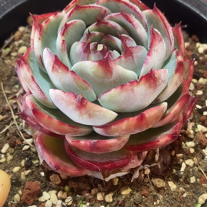 沐**风春节福利惊鸿仙子1748