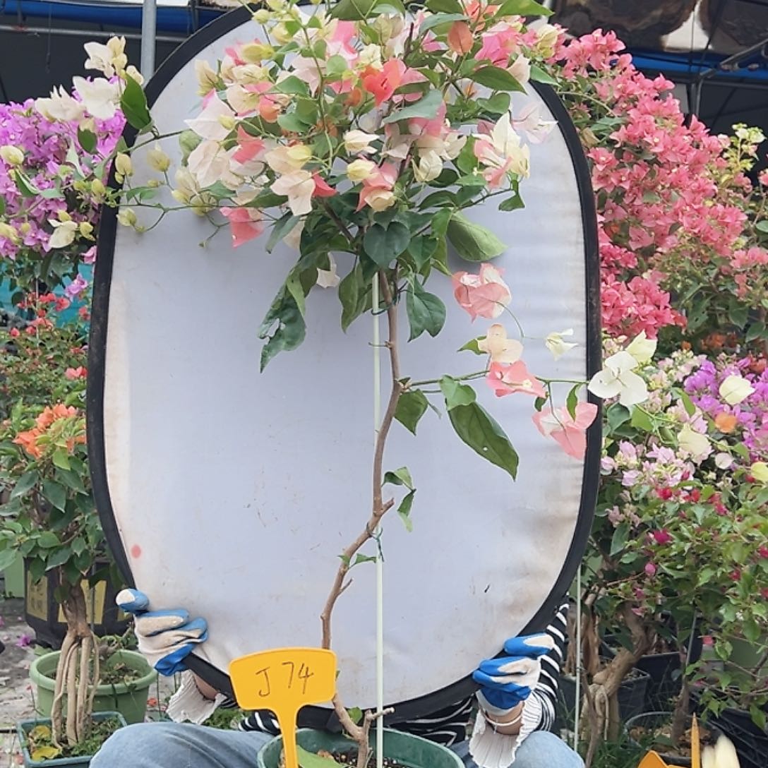 调***肤大部分花苞少量开放J74橙口红