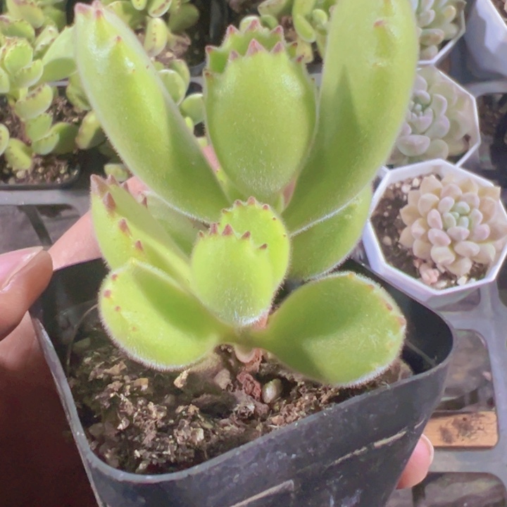 熊童子精品多肉植物