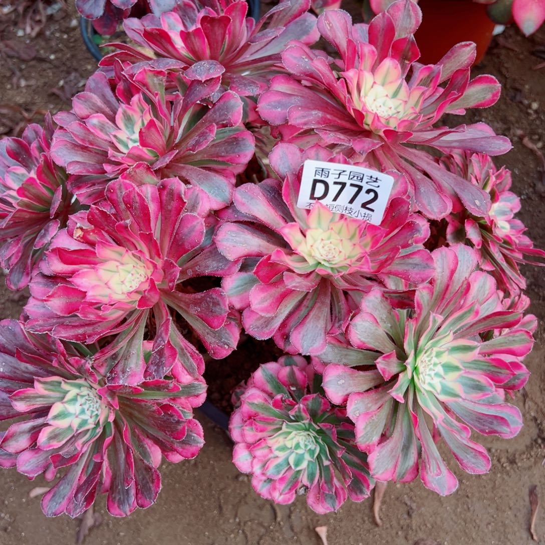 772红彤白雨子多肉植物