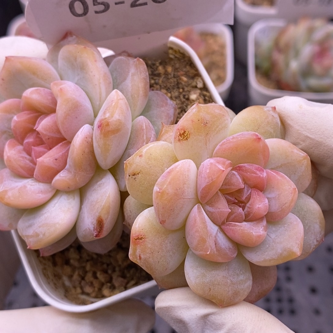 【闪购商品】05-20