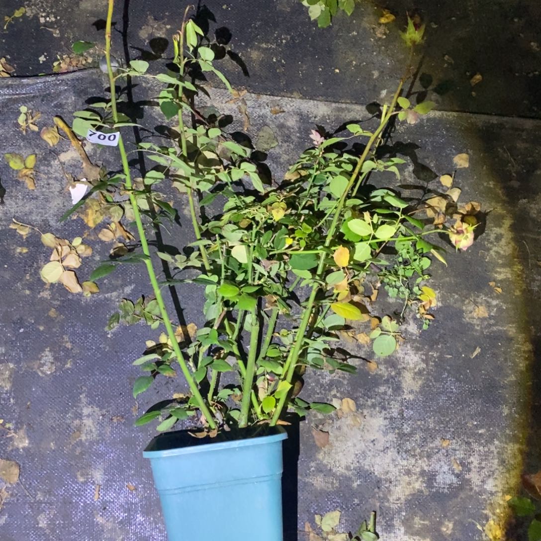 无花朵700玫瑰沉思土球发货