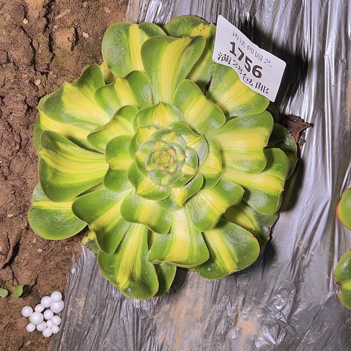 1756暴君多肉植物