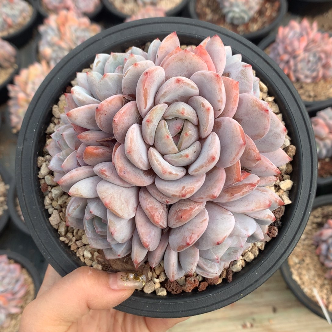 石榴籽哈哈哈哈哈哈哈哈哈哈