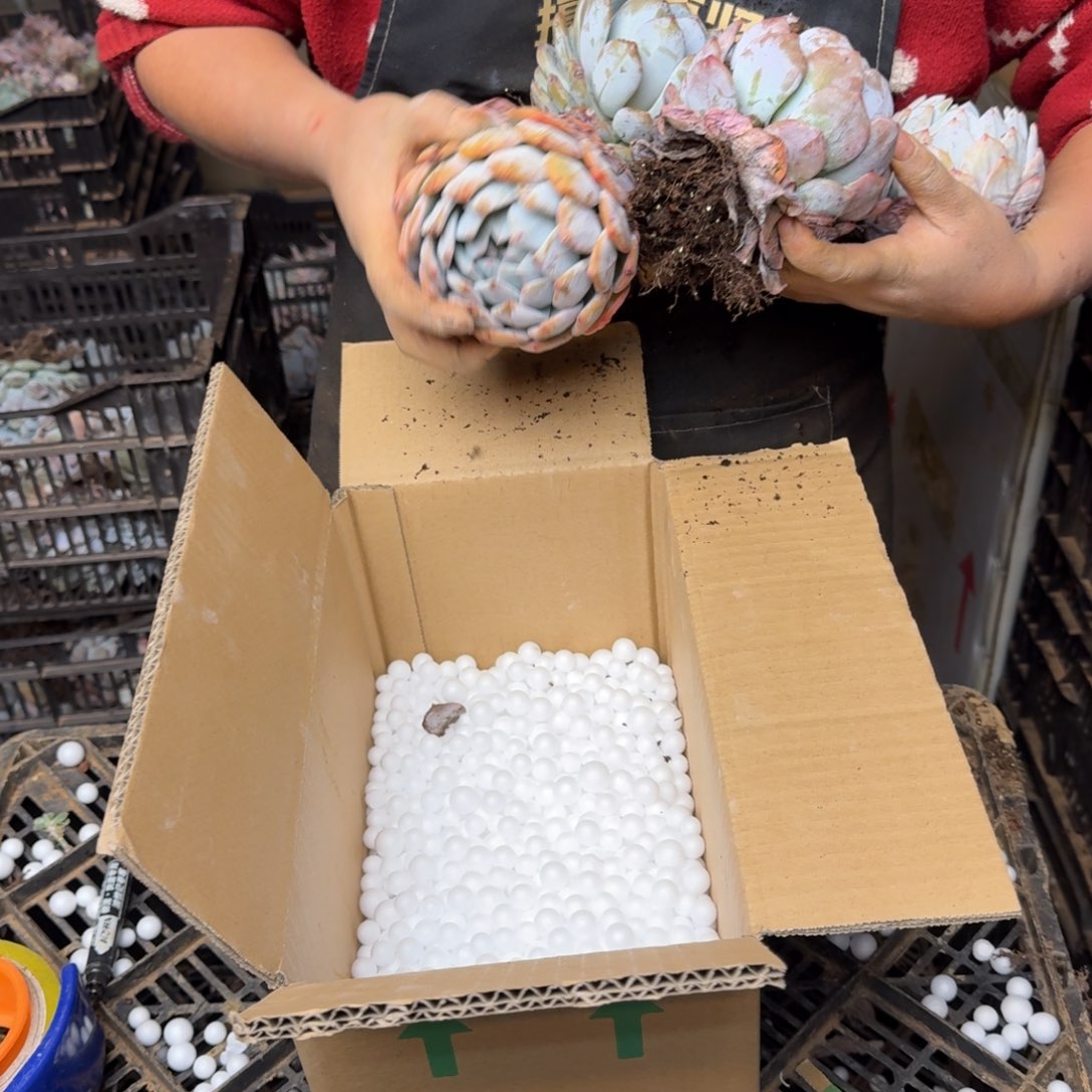 J***H多肉砍头箱装 不包损16米